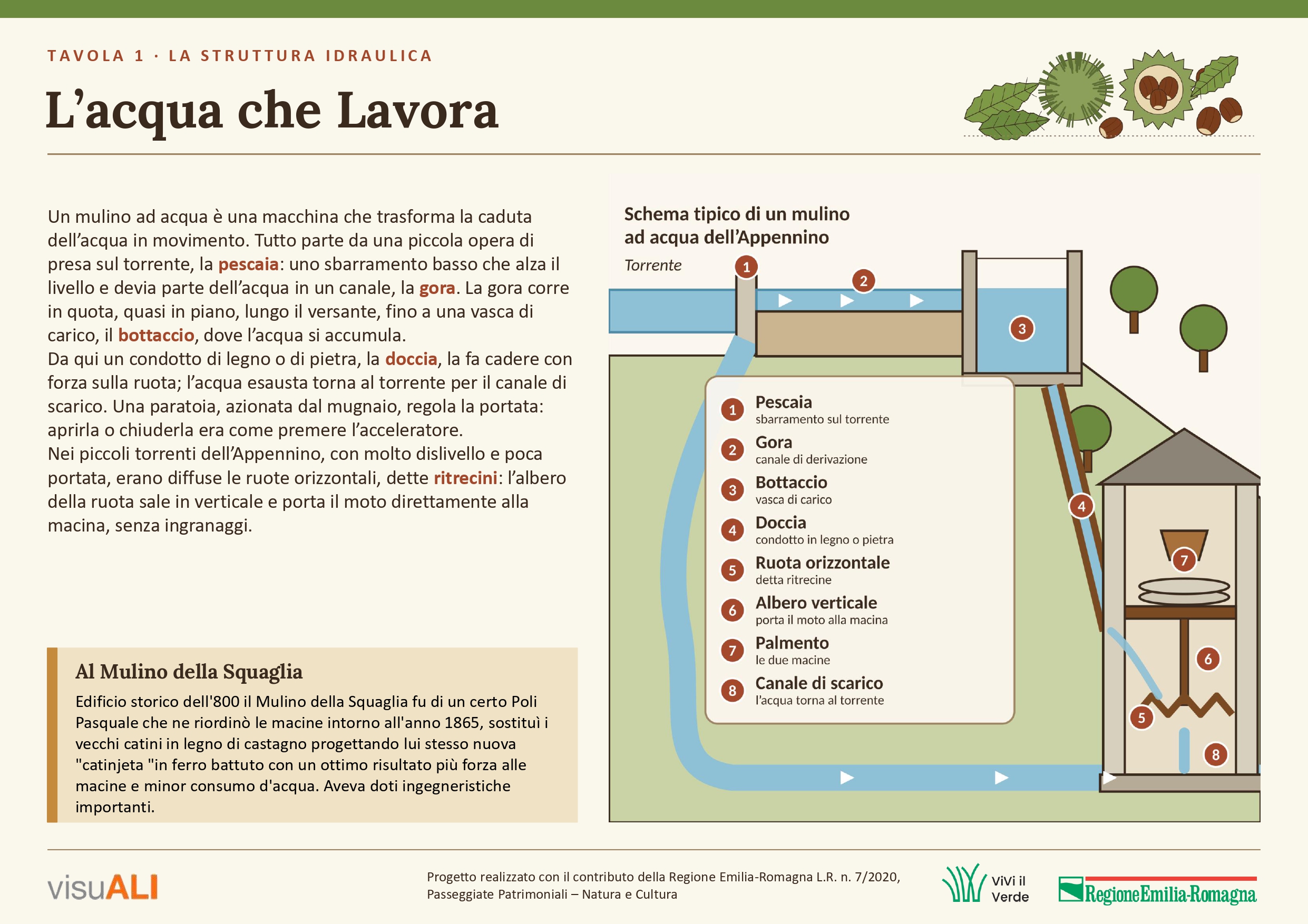 Un mulino ad acqua è una macchina che trasforma la caduta dell’acqua in movimento. Tutto parte da una piccola opera di presa sul torrente, la pescaia: uno sbarramento basso che alza il livello e devia parte dell’acqua in un canale, la gora. La gora corre in quota, quasi in piano, lungo il versante, fino a una vasca di carico, il bottaccio, dove l’acqua si accumula.
Da qui un condotto di legno o di pietra, la doccia, la fa cadere con forza sulla ruota; l’acqua esausta torna al torrente per il canale di scarico. Una paratoia, azionata dal mugnaio, regola la portata: aprirla o chiuderla era come premere l’acceleratore.
Nei piccoli torrenti dell’Appennino, con molto dislivello e poca portata, erano diffuse le ruote orizzontali, dette ritrecini: l’albero della ruota sale in verticale e porta il moto direttamente alla macina, senza ingranaggi.

Al Mulino della Squaglia
Edificio storico dell'800 il Mulino della Squaglia fu di un certo Poli Pasquale che ne riordinò le macine intorno all'anno 1865, sostituì i vecchi catini in legno di castagno progettando lui stesso nuova "catinjeta "in ferro battuto con un ottimo risultato più forza alle macine e minor consumo d'acqua. Aveva doti ingegneristiche importanti.
